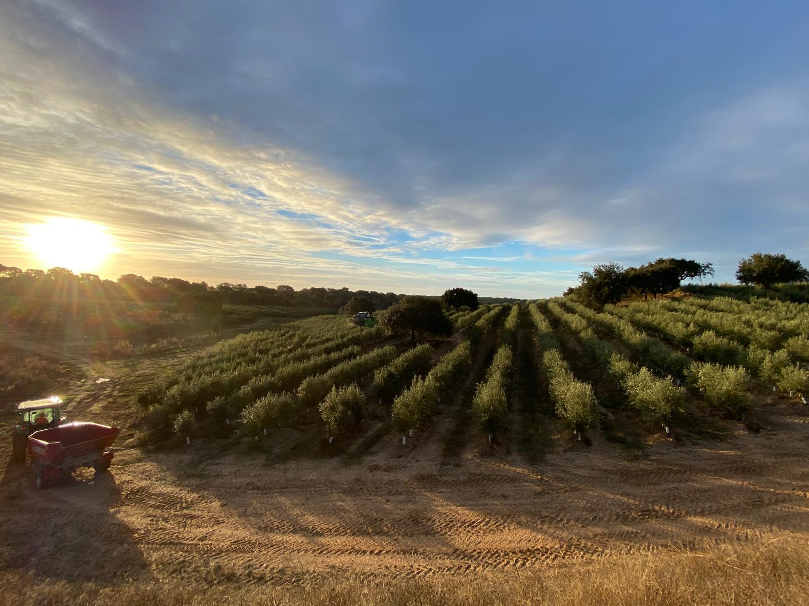 Olive harvest at dawn on a Pela Terra farm, Alentejo